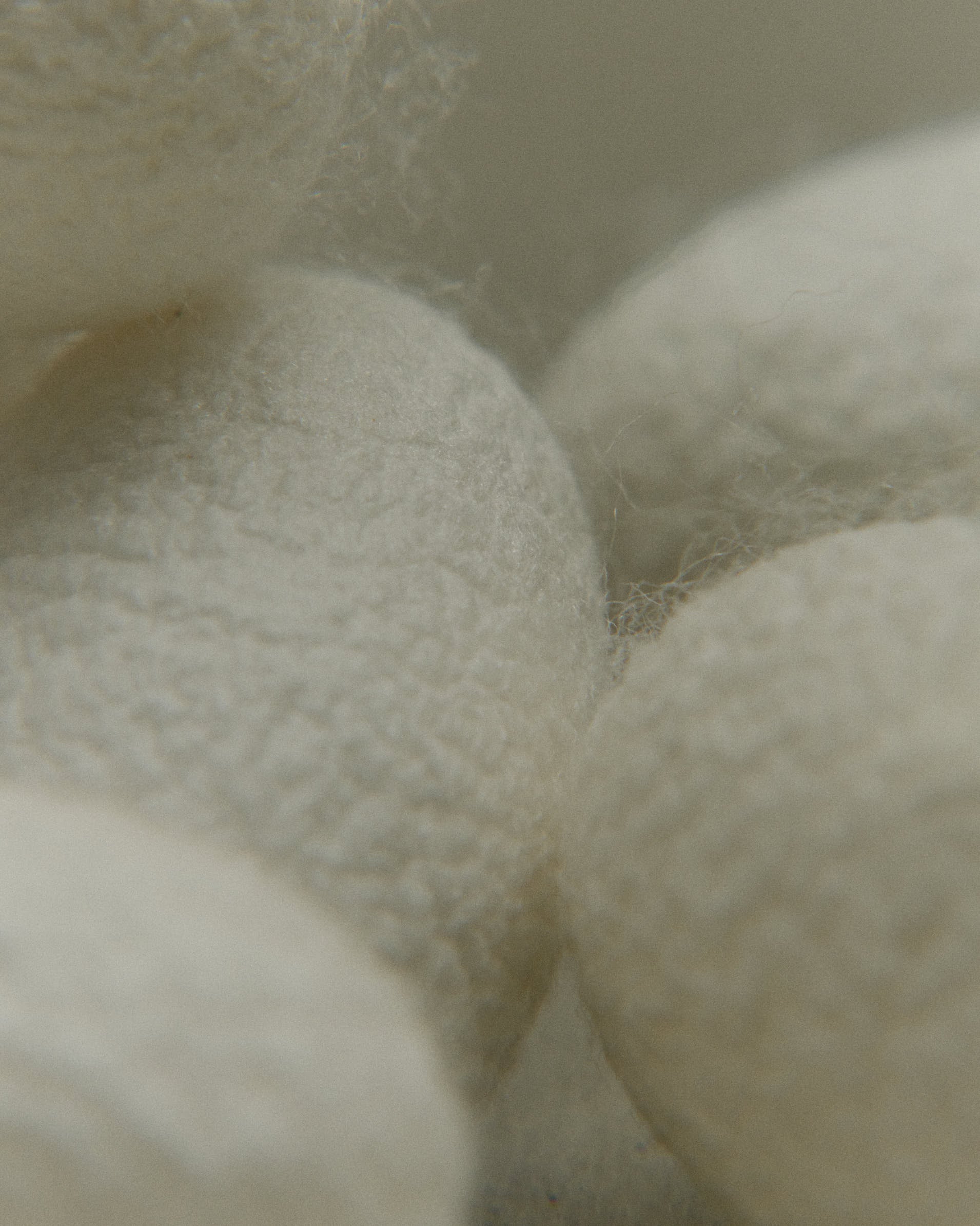 【MATERIAL】Silk